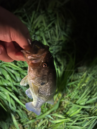 ラージマウスバスの釣果