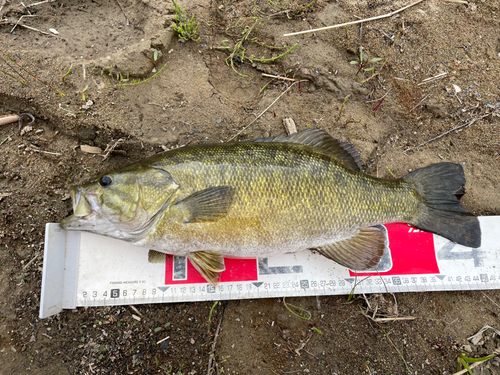 スモールマウスバスの釣果