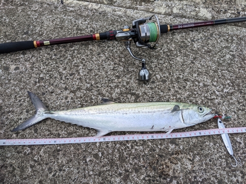 サゴシの釣果