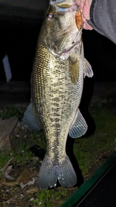 ラージマウスバスの釣果