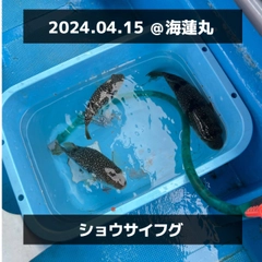 ショウサイフグの釣果