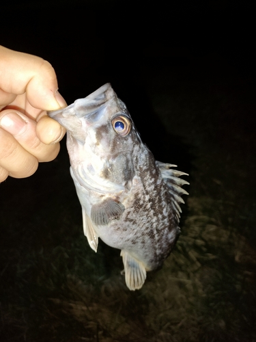 クロソイの釣果