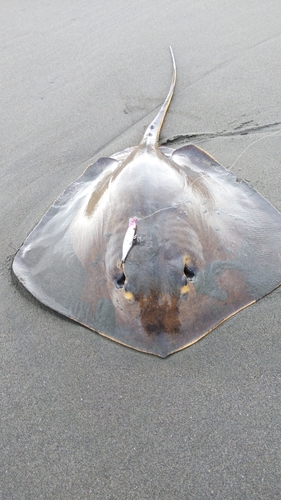 アカエイの釣果