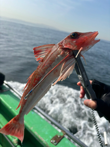 ホウボウの釣果