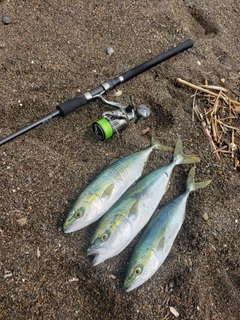 イナダの釣果