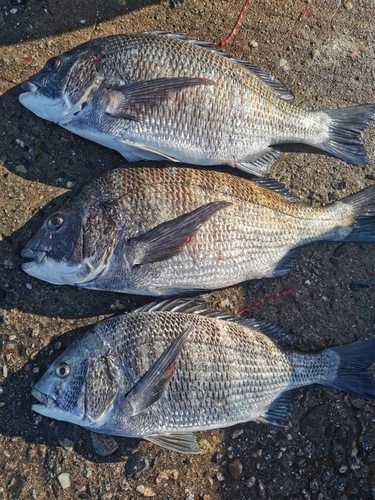 チヌの釣果