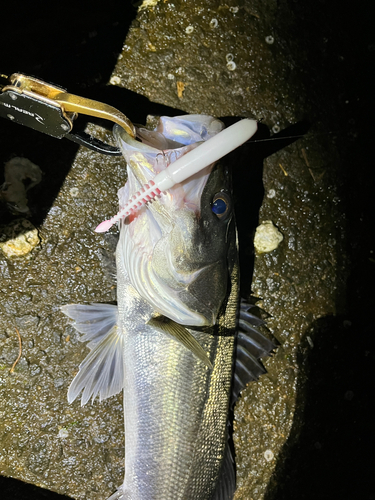 スズキの釣果