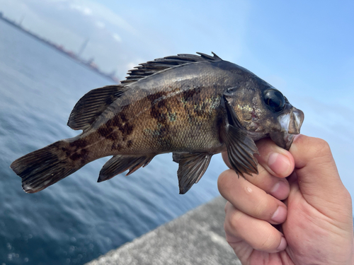 木更津沖堤防