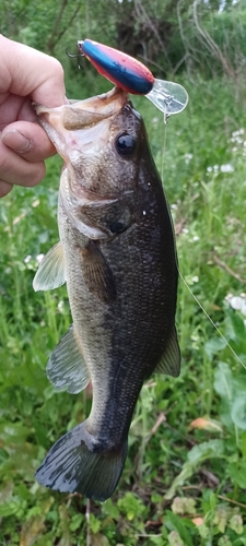 ブラックバスの釣果