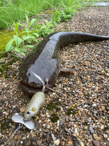 マナマズの釣果