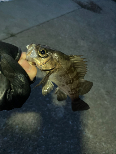 メバルの釣果