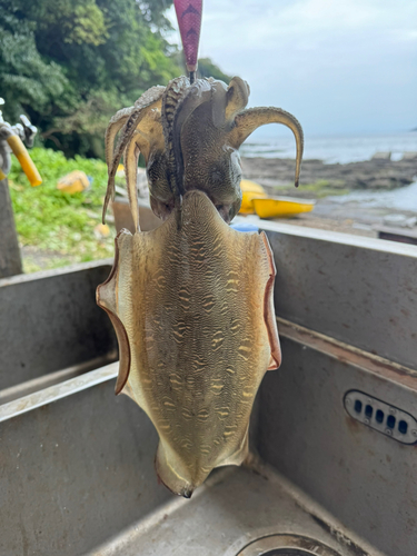 モンゴウイカの釣果