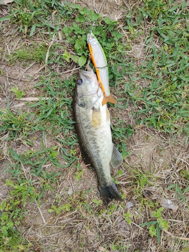 ラージマウスバスの釣果