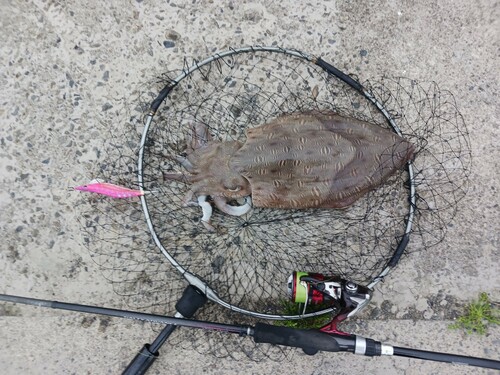 モンゴウイカの釣果