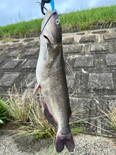 アメリカナマズの釣果