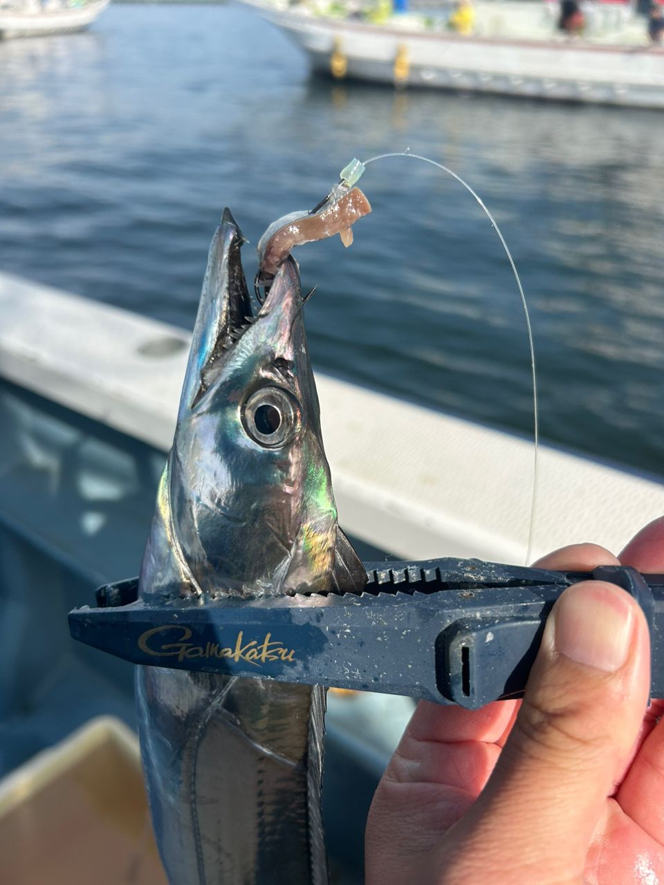 きンちゃンさんの釣果 2枚目の画像