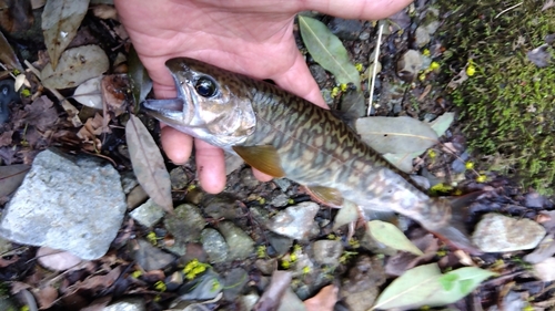 カワサバの釣果