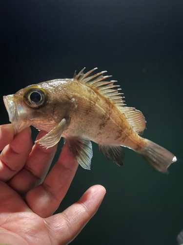 メバルの釣果