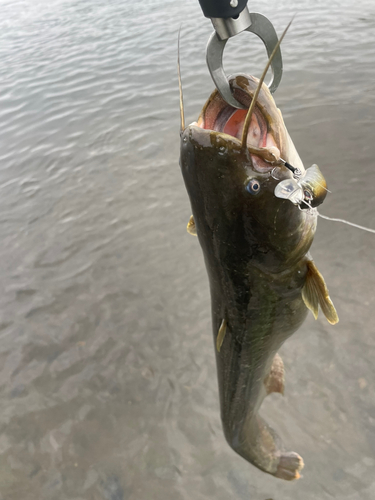 ナマズの釣果