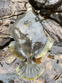 カワハギの釣果