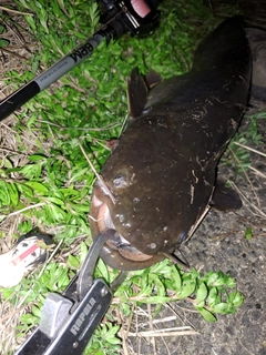 ナマズの釣果