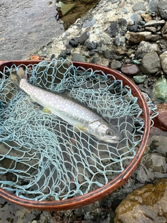 イワナの釣果