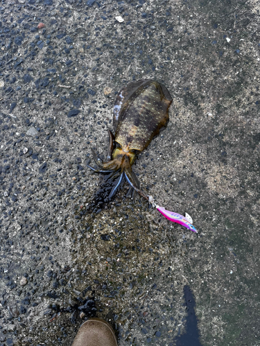 アオリイカの釣果