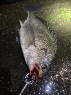 キビレの釣果