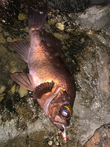 メバルの釣果