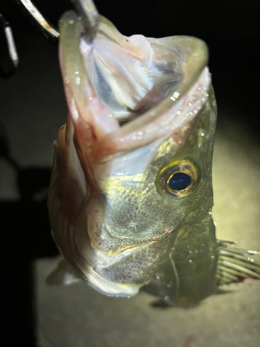 セイゴ（マルスズキ）の釣果