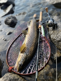 ブラウントラウトの釣果