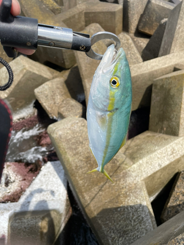 ワカシの釣果