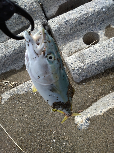 イナダの釣果