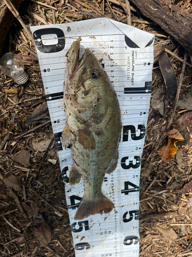 ラージマウスバスの釣果