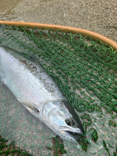 ホンマスの釣果