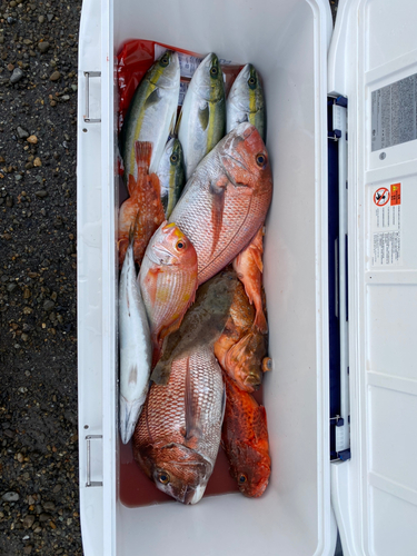 マダイの釣果