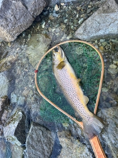 ブラウントラウトの釣果