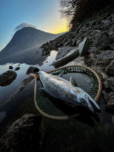 ホンマスの釣果