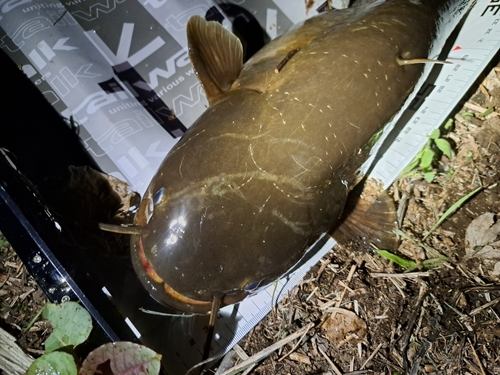 ナマズの釣果