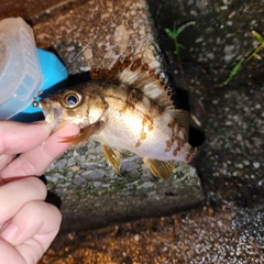 メバルの釣果