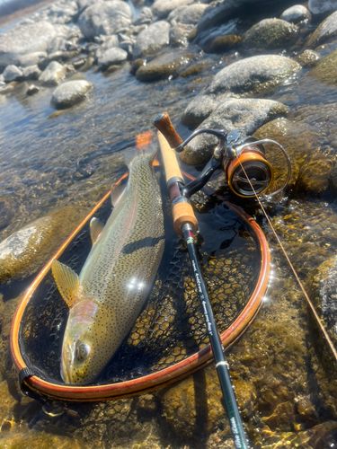 レインボートラウトの釣果