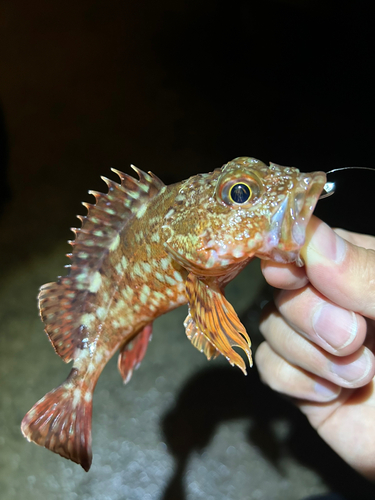 カサゴの釣果