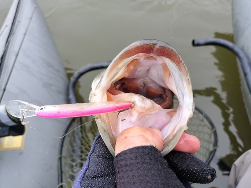 ブラックバスの釣果