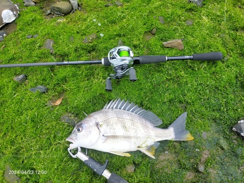 キビレの釣果