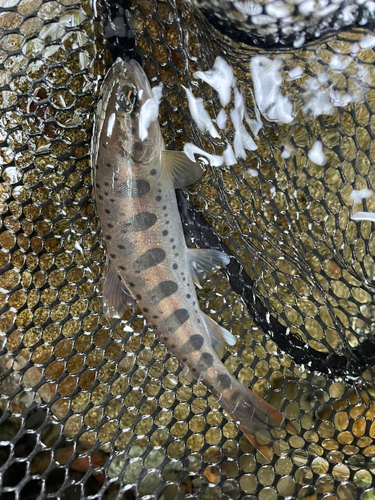 アマゴの釣果