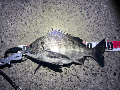 チヌの釣果