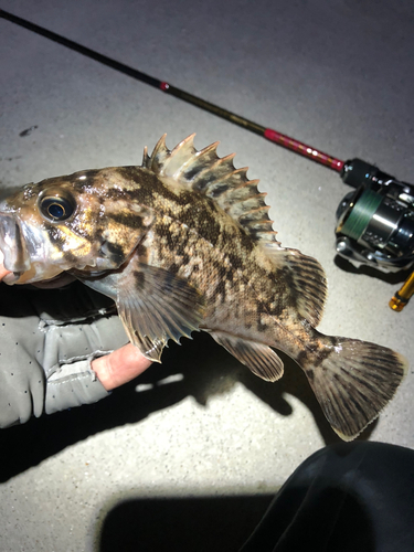 クロソイの釣果