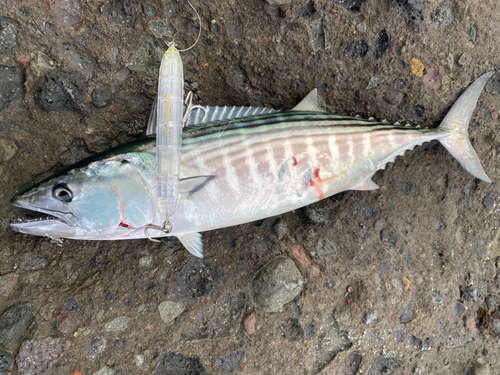 ハガツオの釣果