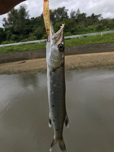 カマスの釣果