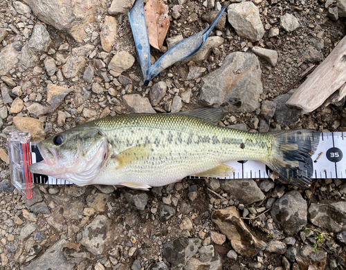 ブラックバスの釣果